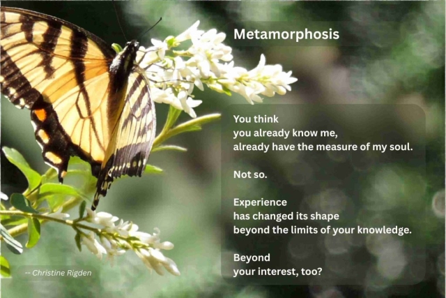 Metamorphosis (Christine Rigden)