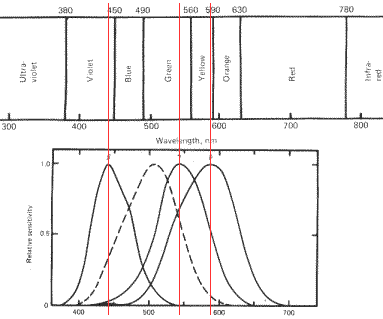 Figure 1 - Relation of wavelengths to cone receptivity.